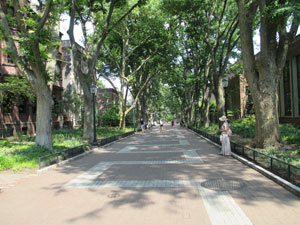 A tree-lined campus walkway
