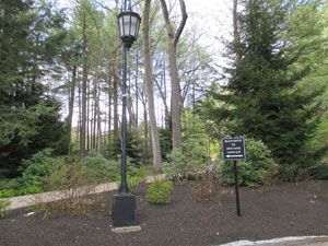 A lamp and sign post among the trees