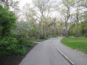 Spring foliage along the tree-lined path